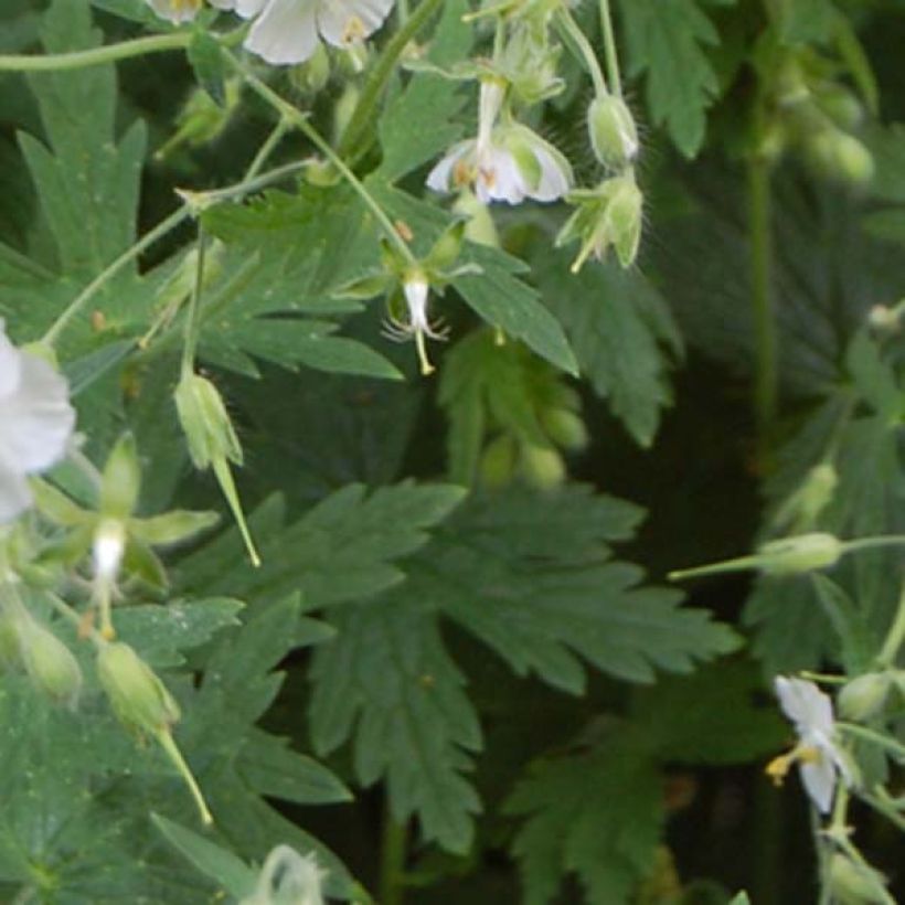 Géranium vivace phaeum Album (Foliage)
