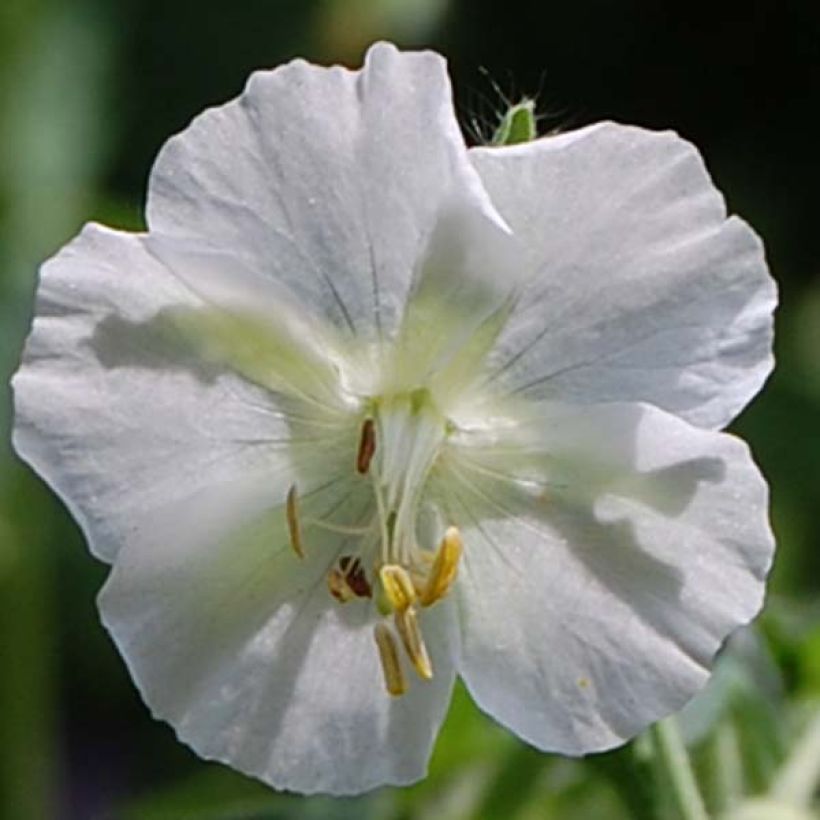Géranium vivace phaeum Album (Flowering)