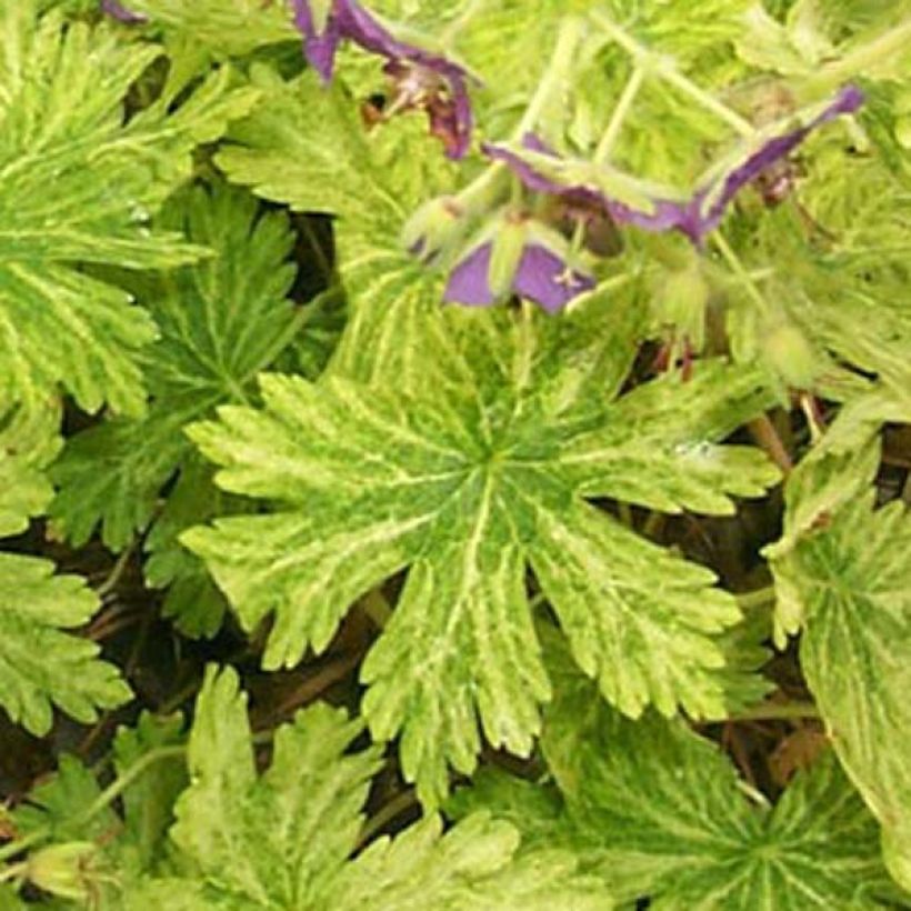 Géranium vivace phaeum Margaret Wilson (Foliage)