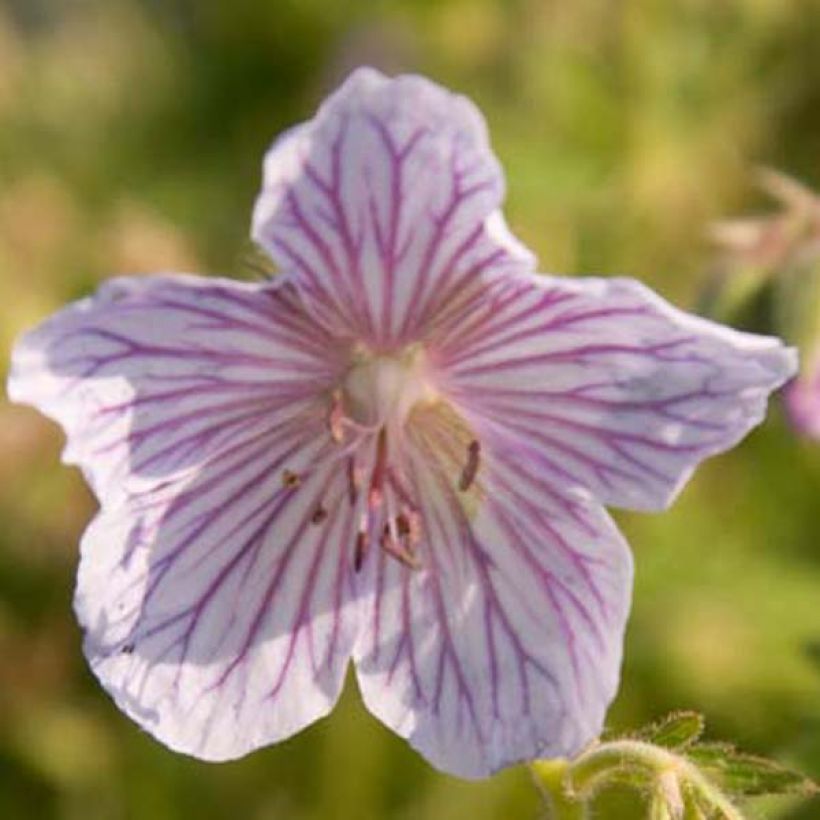 Géranium vivace pratense Ilja - Géranium des près (Flowering)