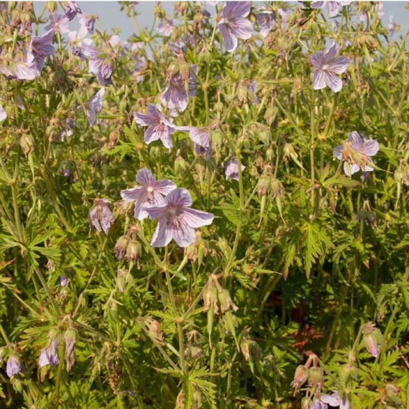 Géranium vivace pratense Ilja - Géranium des près (Plant habit)