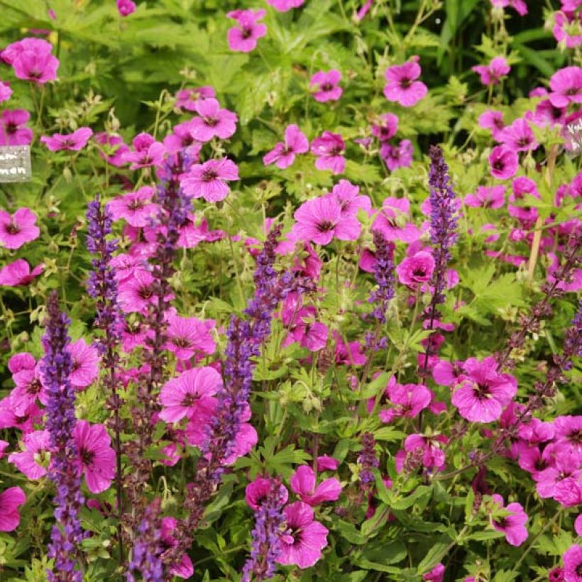 Géranium vivace psilostemon Eva (Plant habit)
