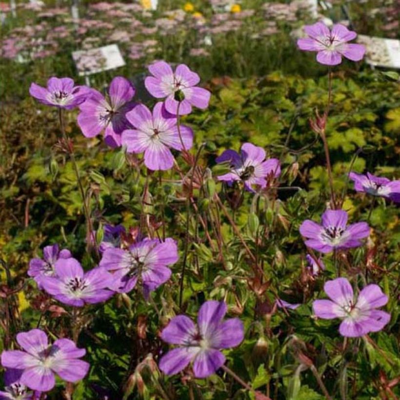 Geranium vivace Silvia's surprise (Plant habit)