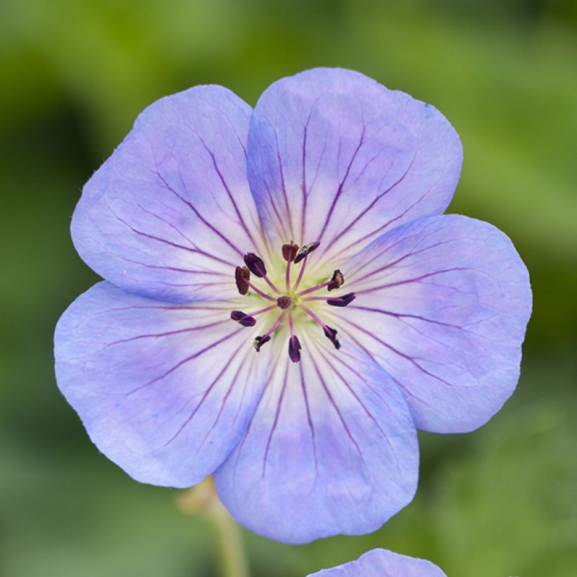 Géranium vivace Azure Rush (Flowering)