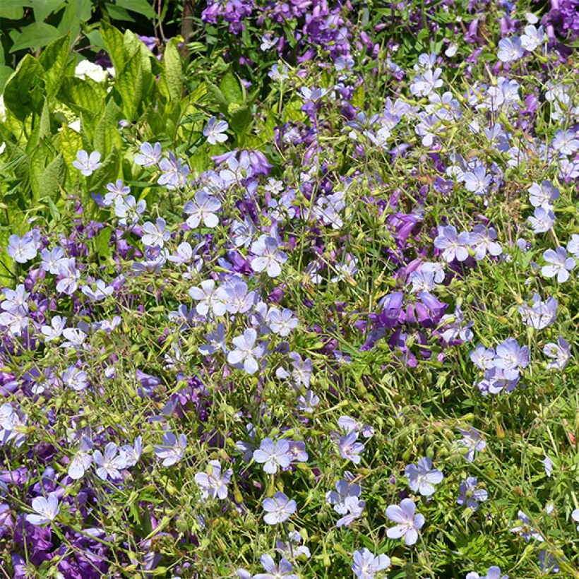 Geranium vivace Blue Cloud (Flowering)