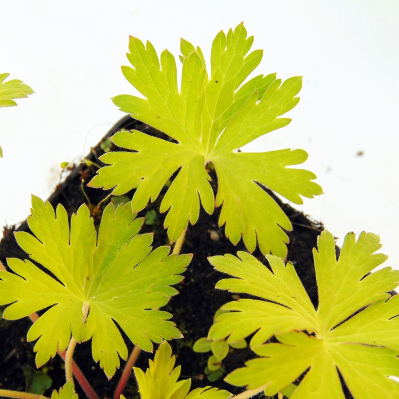 Géranium vivace Blue Sunrise (Foliage)