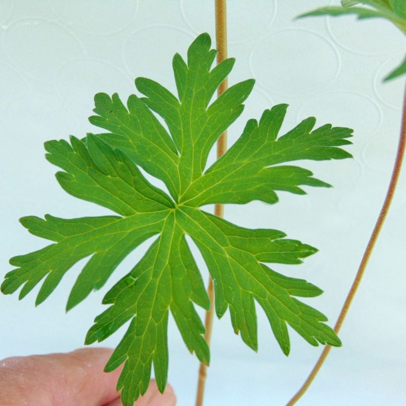 Géranium vivace Brookside - Géranium vivace hybride bleu  (Foliage)