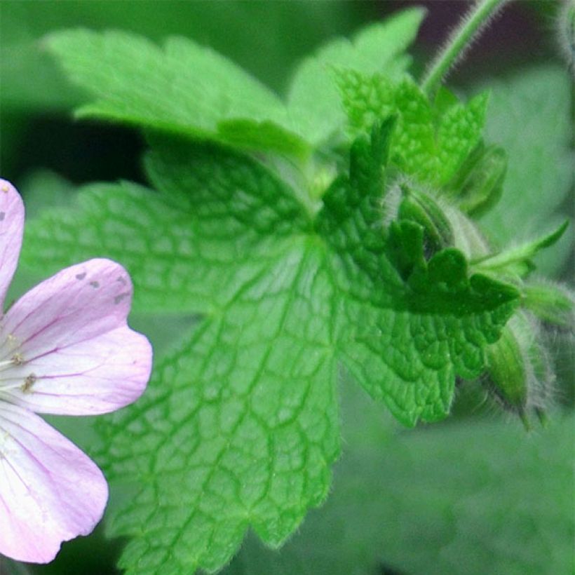 Geranium vivace Chantilly (Foliage)