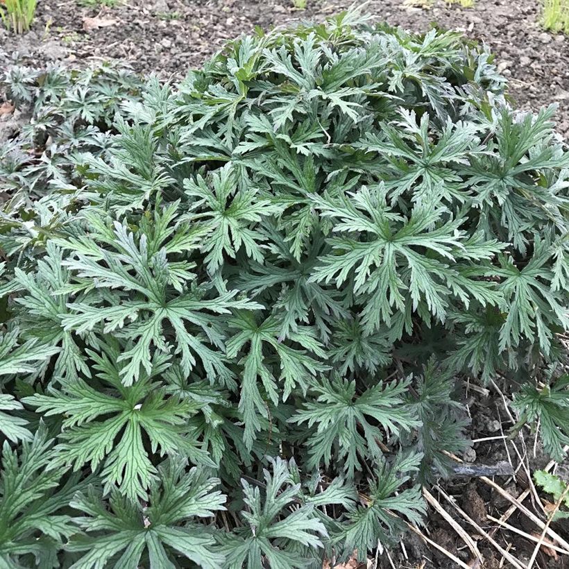 Géranium vivace Femme Fatale (Foliage)