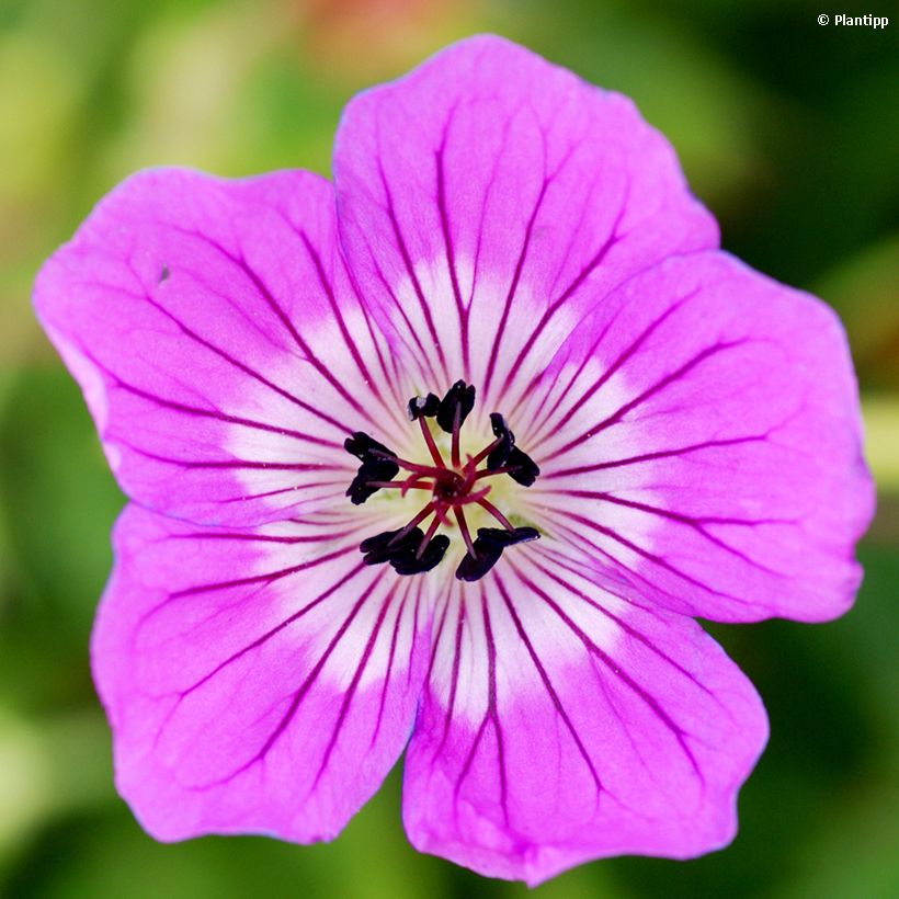 Géranium vivace Kelly-Anne (Flowering)