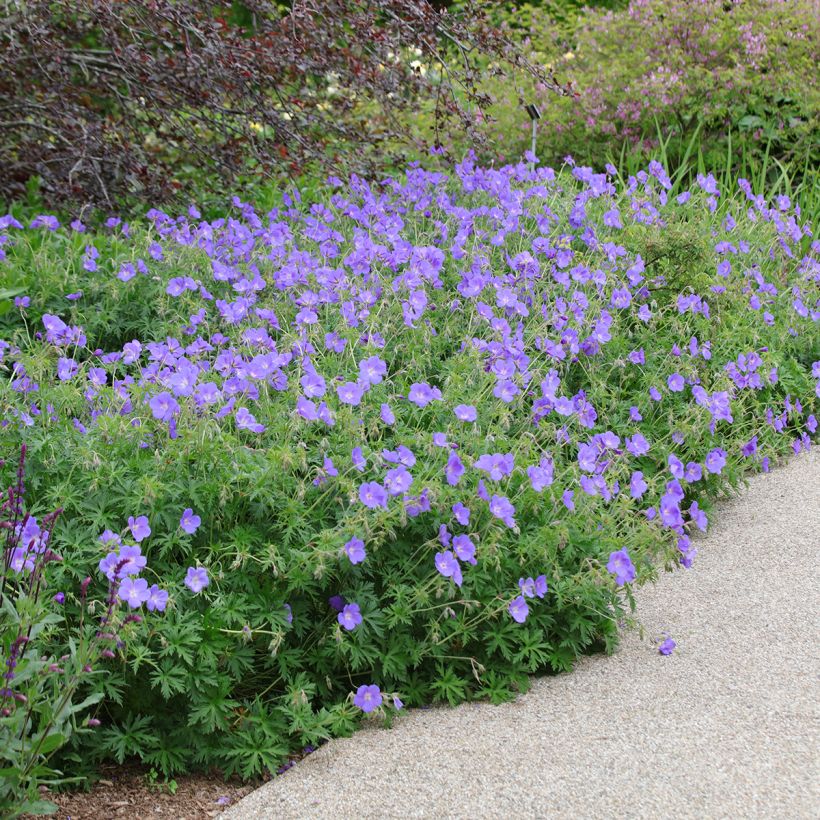 Géranium vivace Orion (Plant habit)