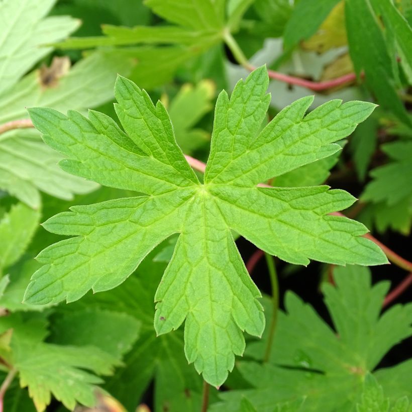 Géranium vivace Patricia (Foliage)