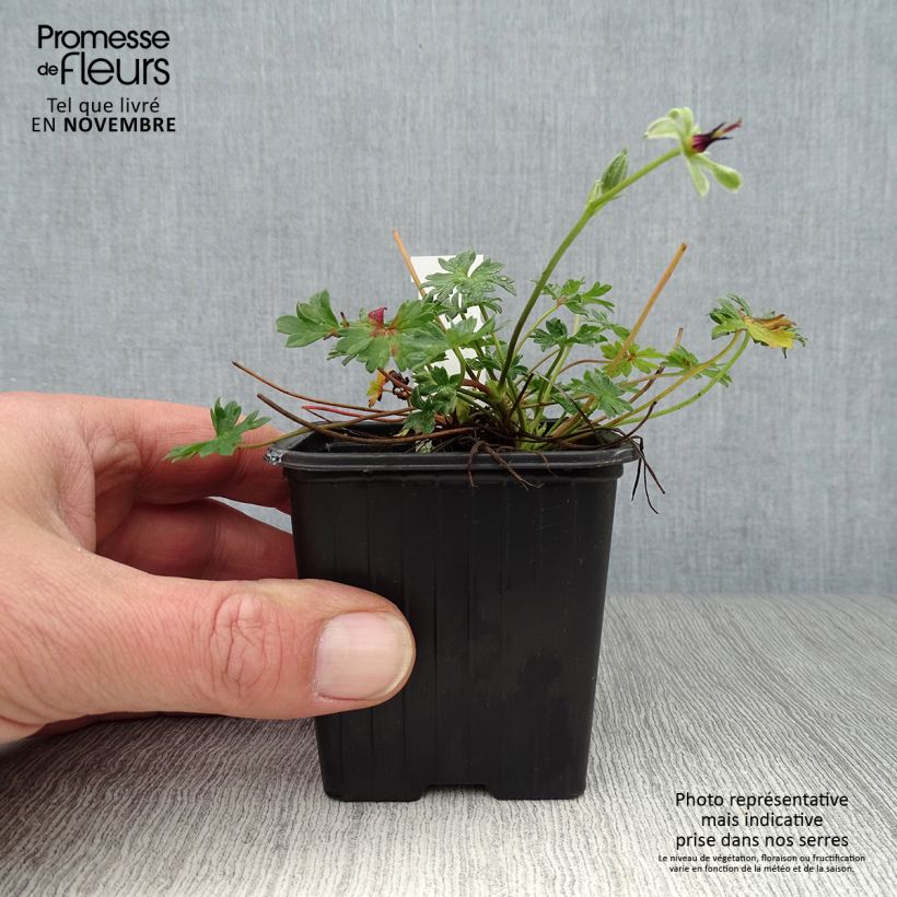 Example of Geranium vivace Rothbury Gem Godet de 8/9 cm as you get in automne