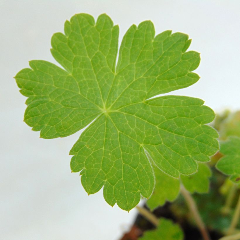 Géranium vivace Sue Crûg (Foliage)