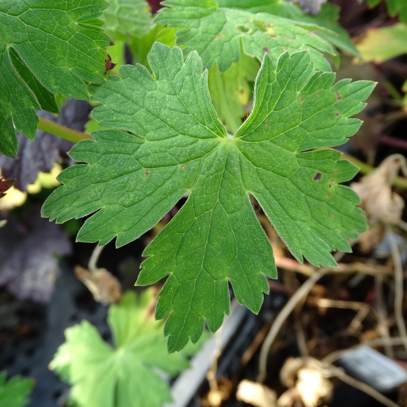 Géranium vivace Sweet Heidi (Foliage)