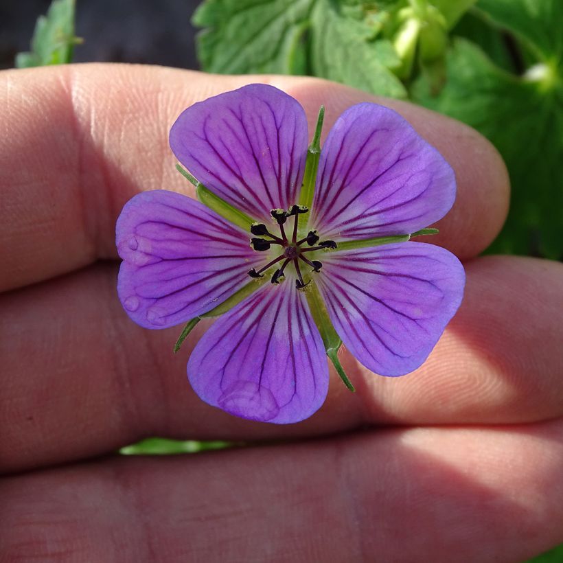 Géranium vivace Sweet Heidi (Flowering)