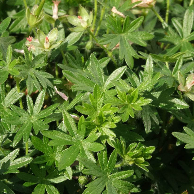 Geranium vivace sanguineum Frivolius Pink (Foliage)