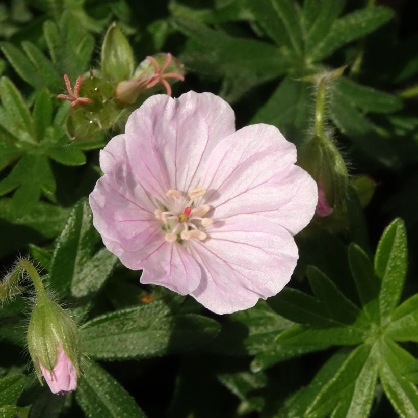 Geranium vivace sanguineum Frivolius Pink (Flowering)
