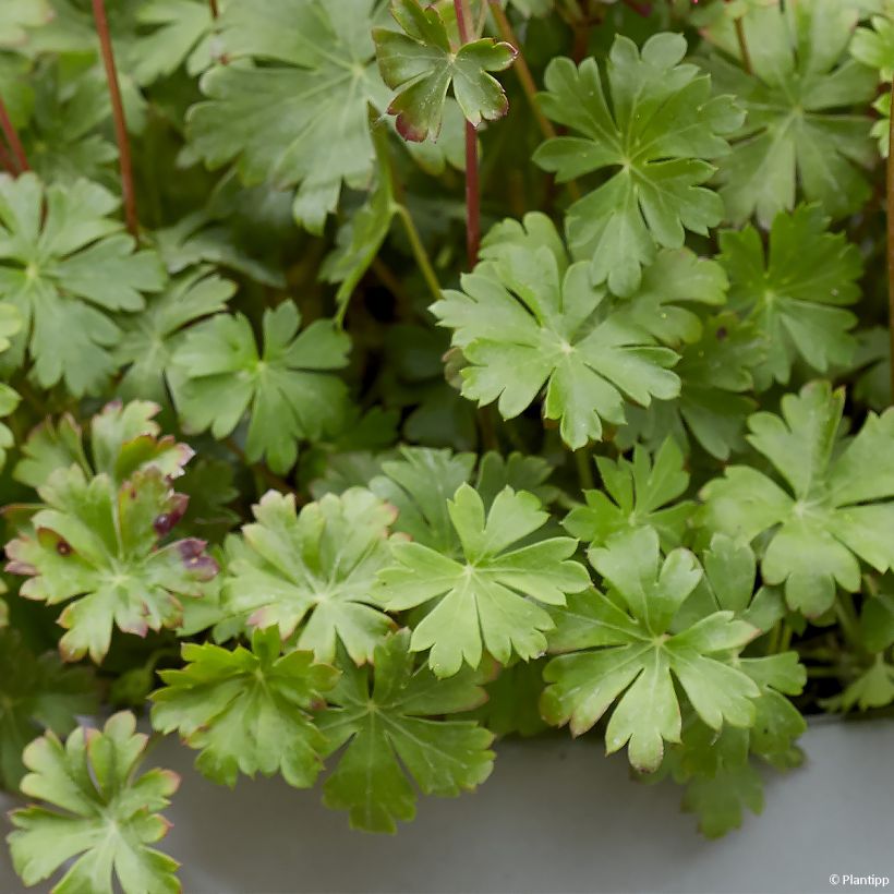 Géranium vivace cantabrigiense Intense (Foliage)