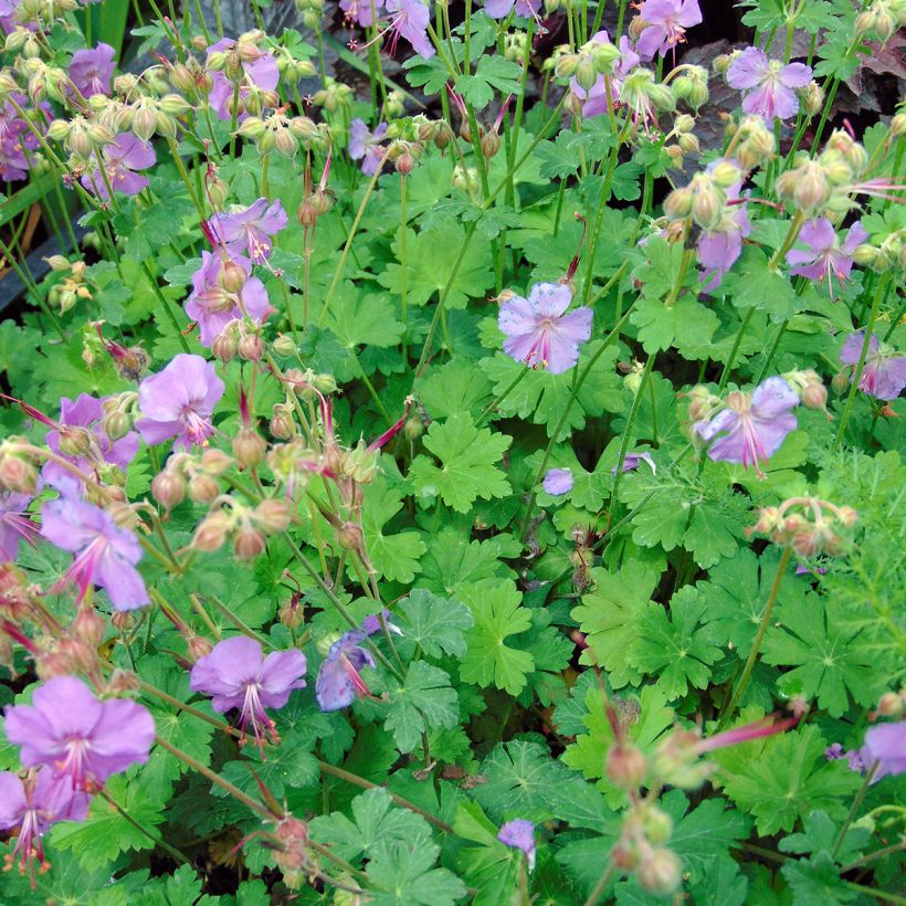 Géranium vivace cantabrigiense Karmina (Plant habit)