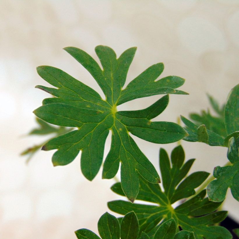 Géranium vivace cinereum Jolly Jewel Night (Foliage)