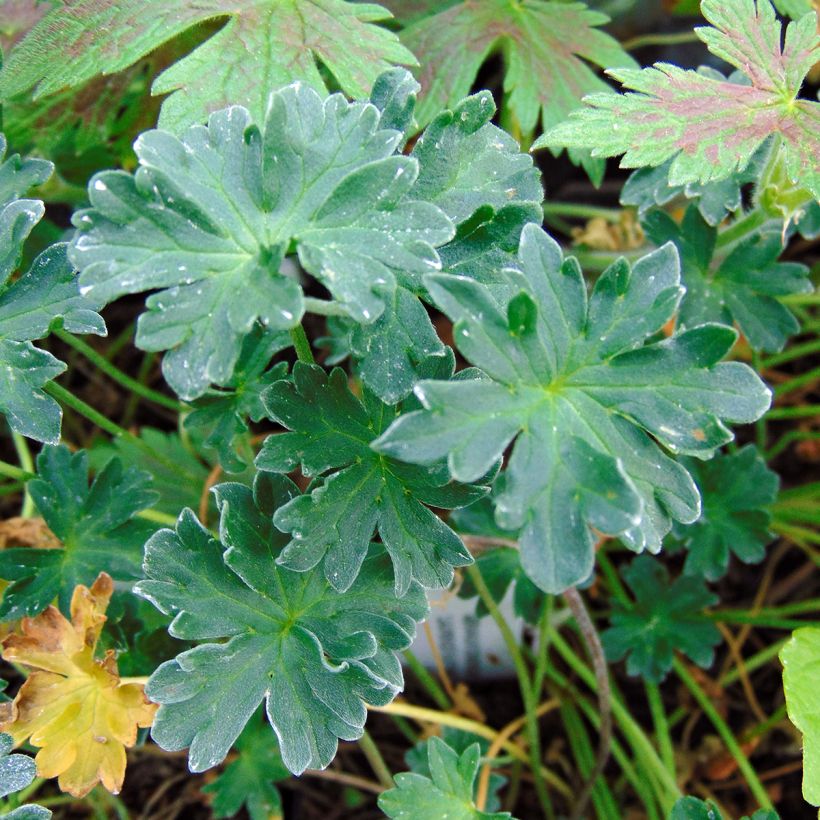 Géranium vivace cinereum Laurence Flatman (Foliage)