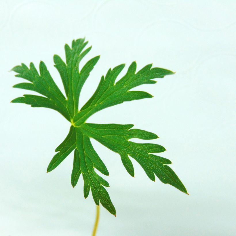 Géranium vivace clarkei Kashmir White (Foliage)