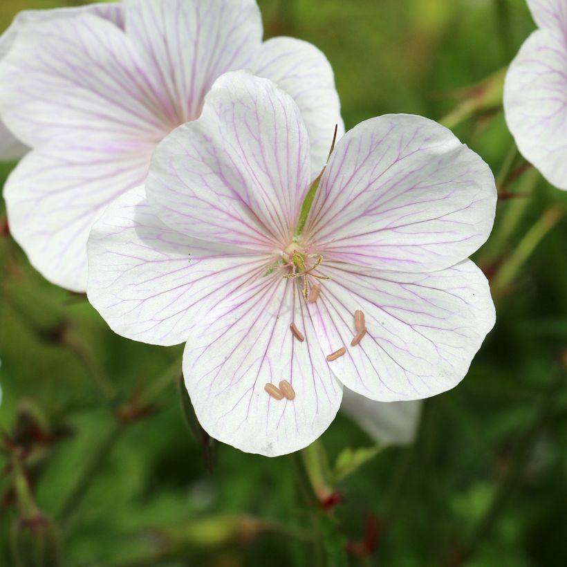 Géranium vivace clarkei Kashmir White (Flowering)
