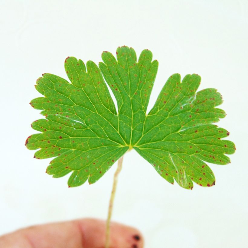 Géranium vivace himalayense Plenum (Birch Double) (Foliage)