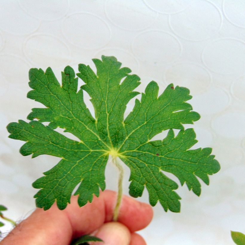 Geranium vivace ibericum White Zigana (Foliage)