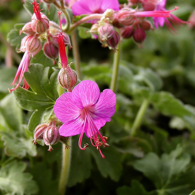 Géranium vivace macrorrhizum Ingwersen's Variety (Flowering)