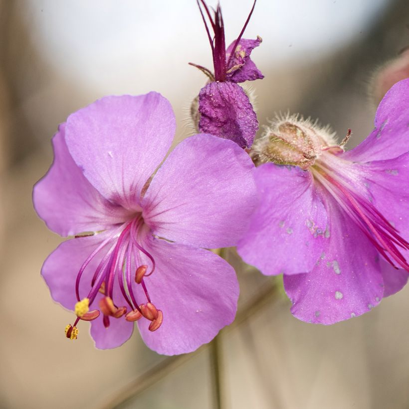 Géranium vivace macrorrhizum (Flowering)