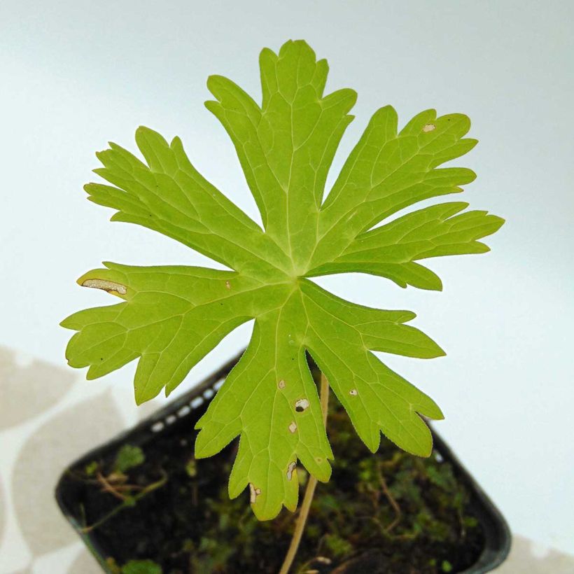 Géranium vivace maculatum (Foliage)