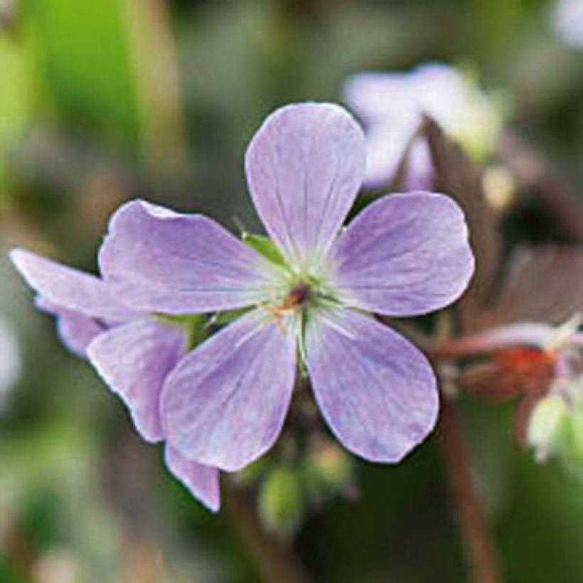 Géranium vivace maculatum Espresso (Flowering)