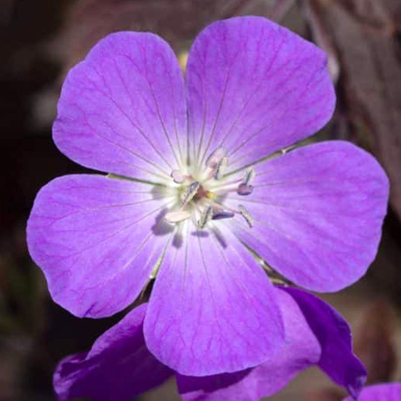 Geranium vivace maculatum Stormy Night (Flowering)