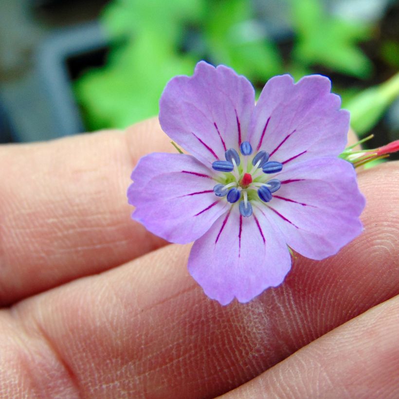 Géranium vivace nodosum  (Flowering)