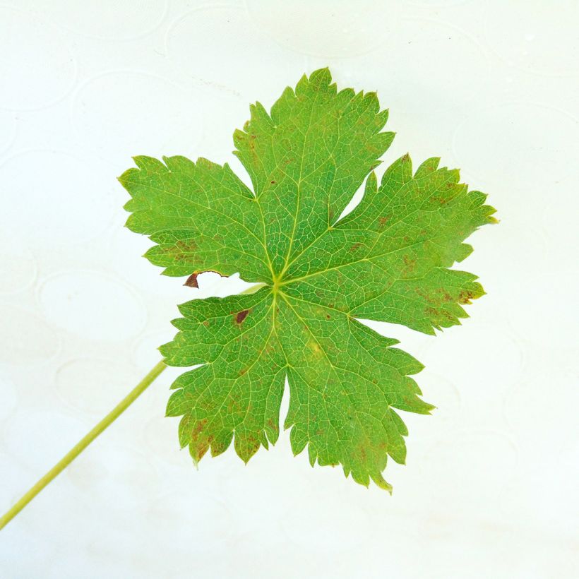 Géranium vivace oxonianum Claridge Druce (Foliage)