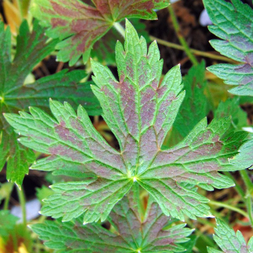 Géranium vivace oxonianum Katherine Adele (Foliage)