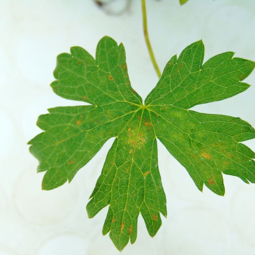 Géranium vivace oxonianum Rosenlicht (Foliage)