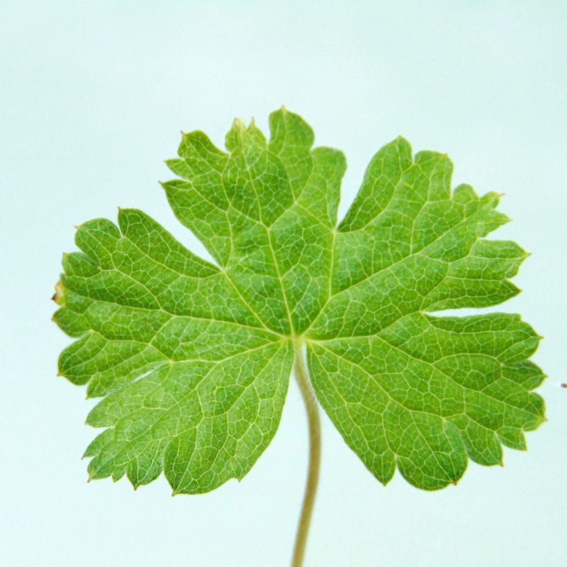 Geranium vivace oxonianum Southcombe Double (Foliage)