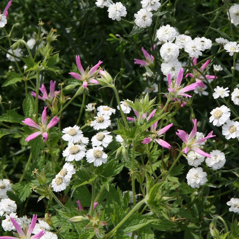 Géranium vivace oxonianum f.thurstonianum (Plant habit)