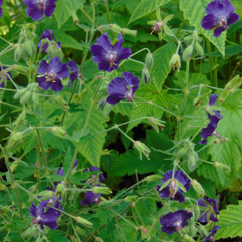 Géranium vivace phaeum Lily Lovell (Plant habit)