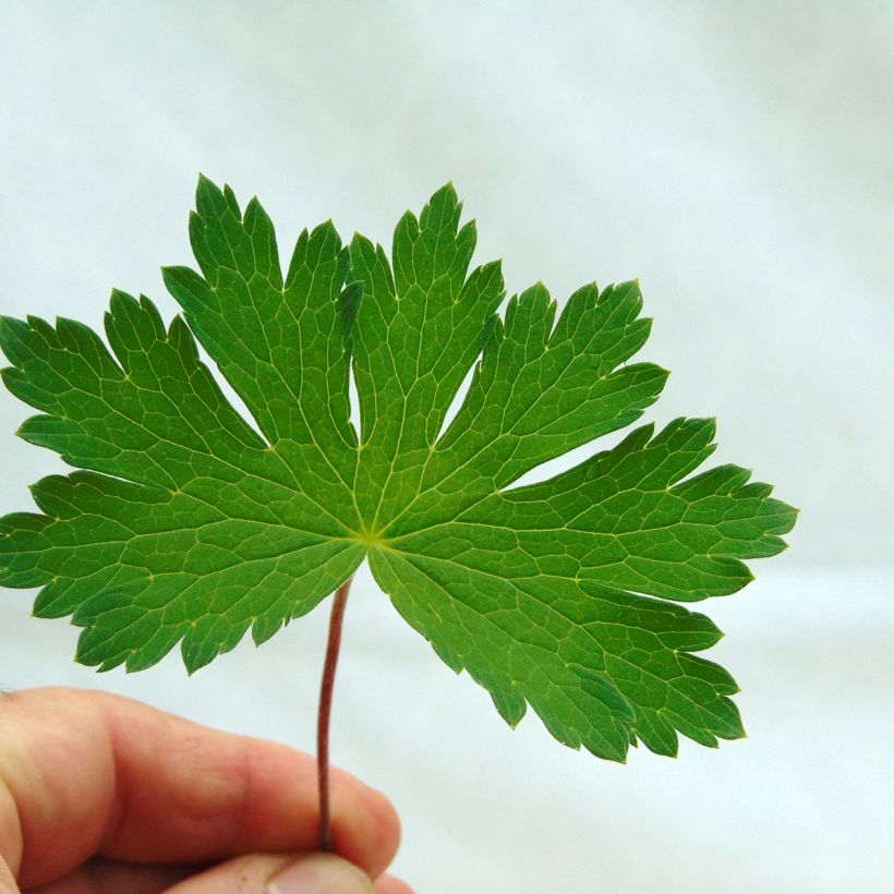 Geranium vivace phaeum Mourning Widow (Foliage)