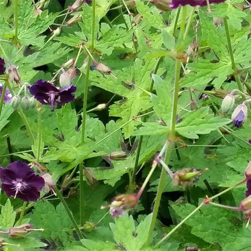 Geranium vivace phaeum Raven - Géranium vivace livide (Foliage)