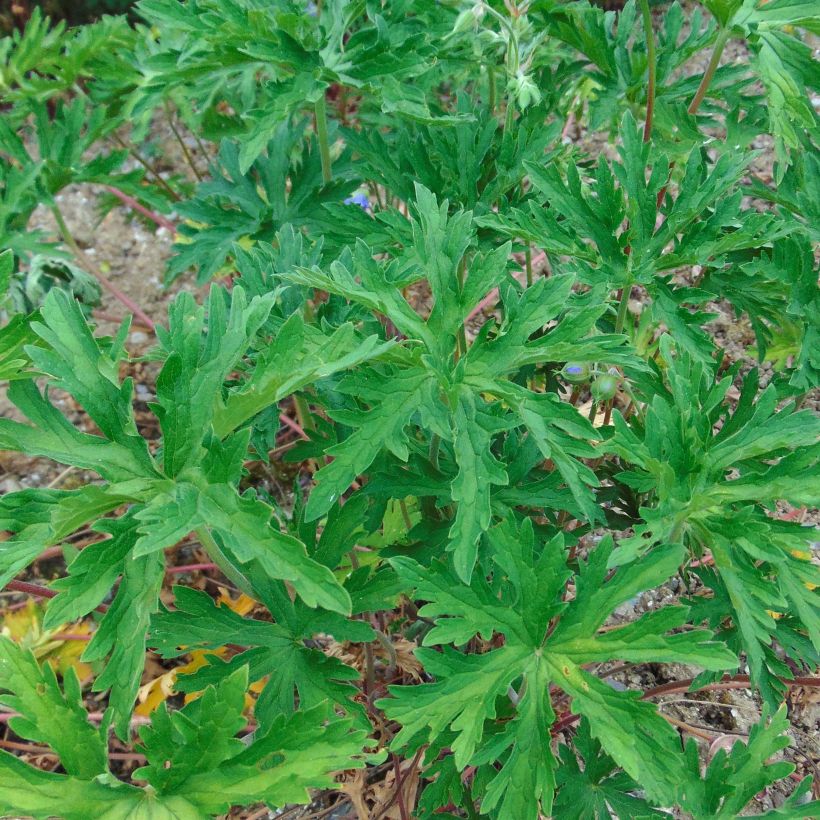 Géranium vivace pratense Cloud Nine - Géranium des près. (Foliage)
