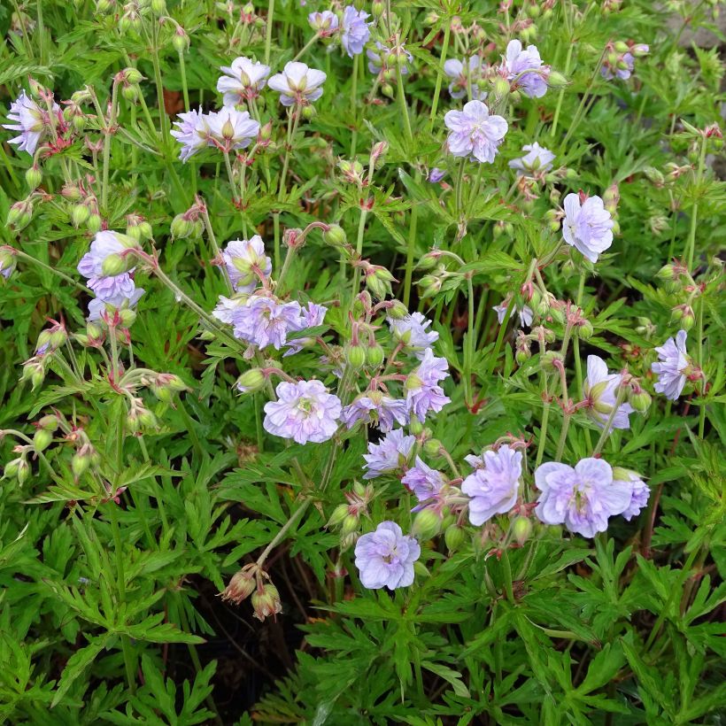 Géranium vivace pratense Cloud Nine - Géranium des près. (Plant habit)