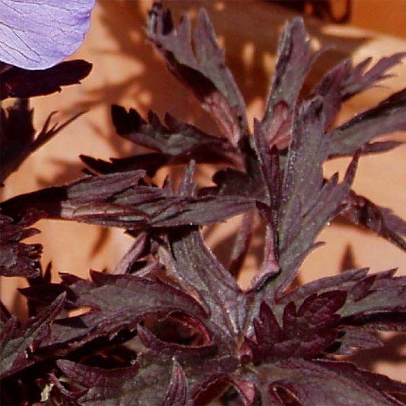 Géranium vivace pratense Hocus Pocus (Foliage)