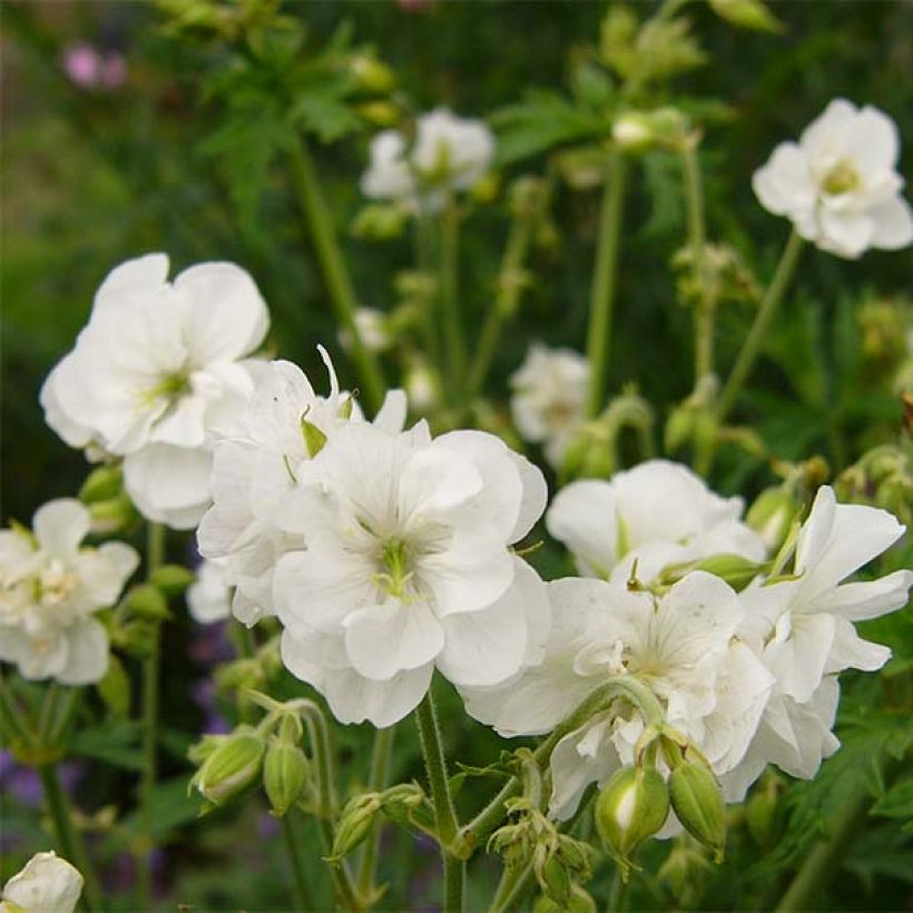 Geranium vivace pratense Laura - Géranium des près  (Flowering)
