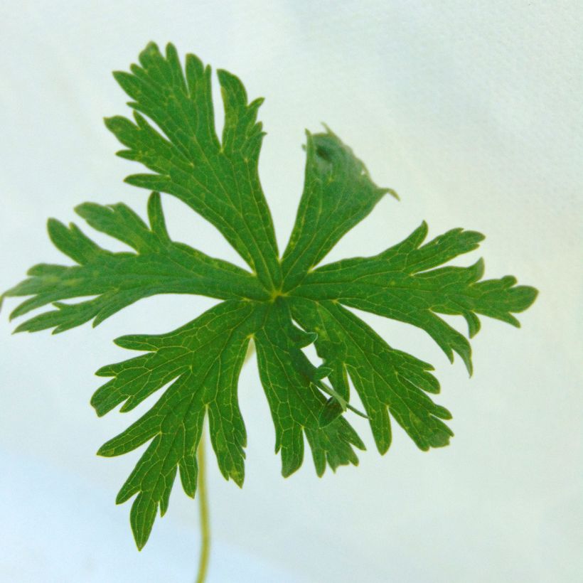Geranium vivace pratense Laura - Géranium des près  (Foliage)