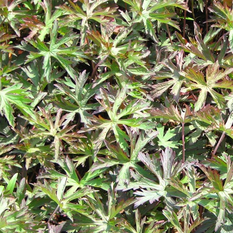 Geranium vivace pratense Marshmallow - Géranium des près rose bonbon (Foliage)
